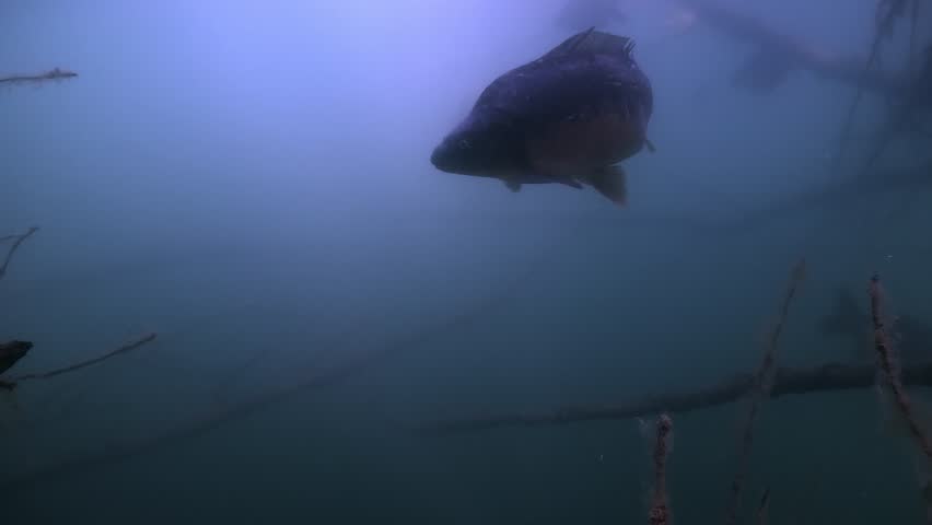 Underwater shot of a mirror carp (Cyprinus carpio) swimming slowly among the branches of a sunken tree in a freshwater lake. Check my portfolio for more carp footage.