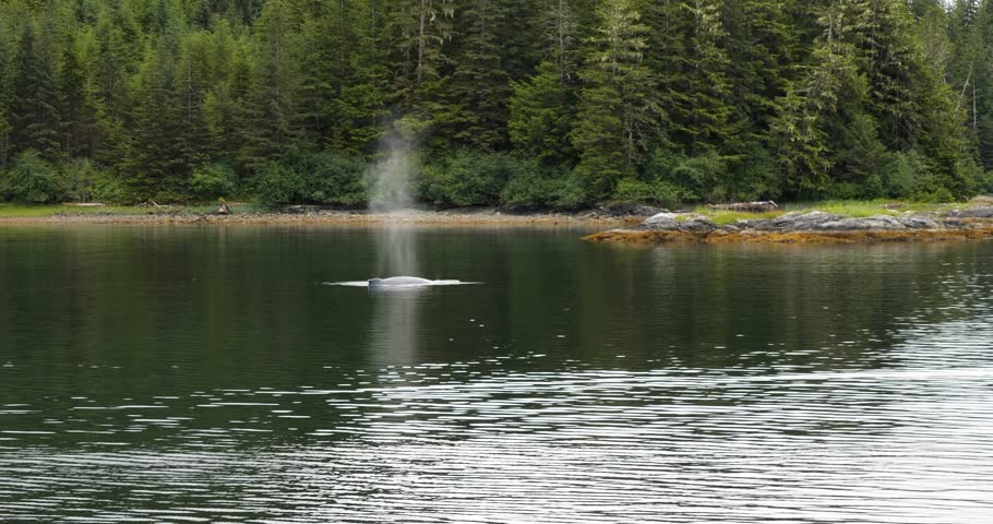 Whale Watching in Sitka, Alaska. Dorsal fin of a Humpback whale.