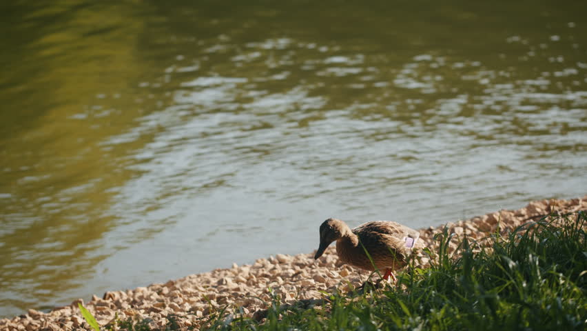 Duck swimming on the beautiful lake close-up. The sun falls on a pond in a lovely park. A view of water with sunshine