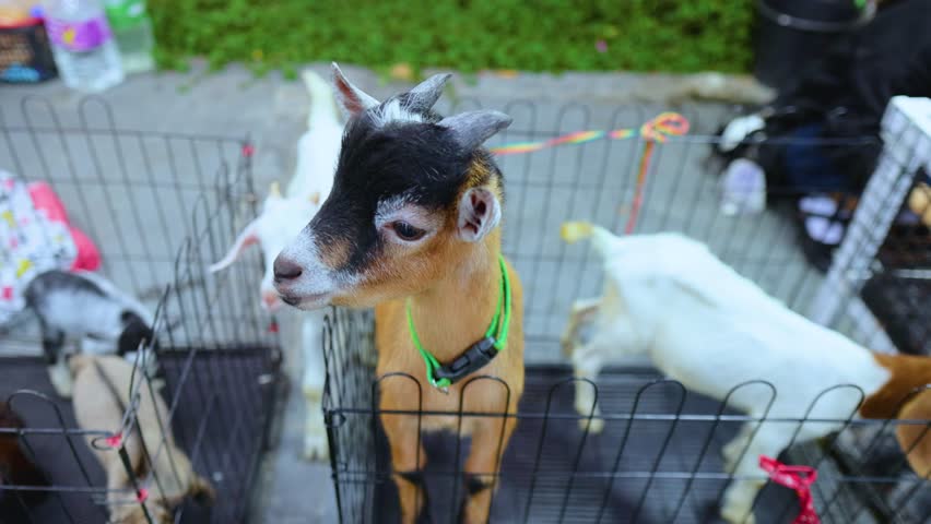 Young goats in a cage interact playfully at a vibrant Bangkok market. Bright daylight enhances the lively atmosphere