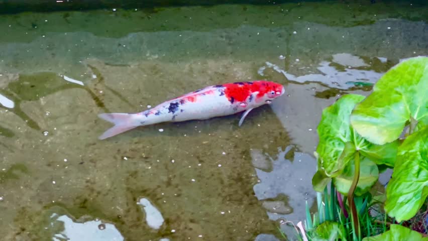 Close-up of a colorful koi fish resting in shallow clear water near bright green leaves. The fish features red, black, and white patterns and remains calm in a peaceful pond environment.