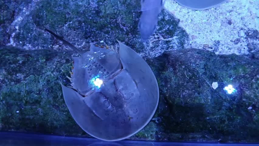 Two horseshoe crabs mating underwater on a sandy seabed