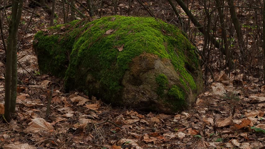 moss covered old pine tree trunk in forest