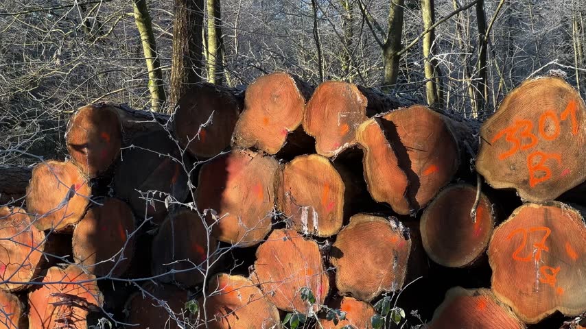 Close up of log trunks pile. Sawn and marked trees on the ground in the forest, blurred background at daylight