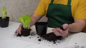 Gardener repotting young lettuce seedling into potting soil - Powered by Shutterstock - Get 15% off with code: PIKWIZARD15