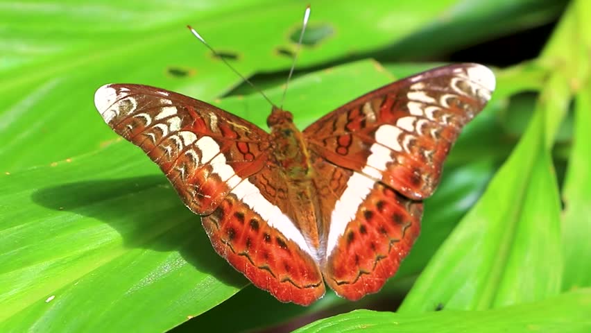 Tropical brown orange white butterflies butterfly insect insects in tropical nature in Chiang Mai Amphoe Mueang Chiang Mai Thailand in Southeastasia Asia.