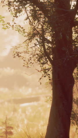 sun rising in a forest with fog