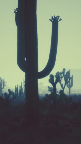 night at Saguaro National Park in Desert of Arizona