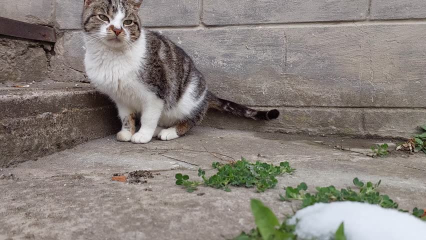 Concrete Bliss: Cat Joyful Roll Unveiled