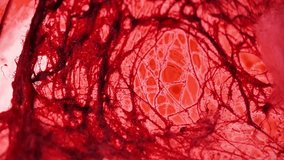 Red Texture Background. bloody fabric background. Blood threads background.Bloody stripes and threads background. - Powered by Shutterstock - Get 15% off with code: PIKWIZARD15