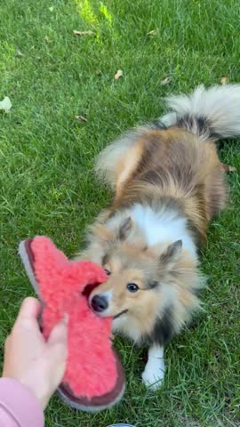 My dog ​​loves wool slippers and always tries to steal it