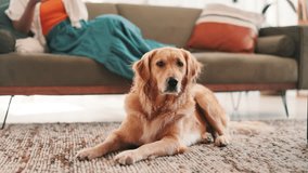 Relax, person and face of dog on floor for comfortable, animal adoption and canine companion. Resting, fluffy and pet care with golden retriever in living room at home for calm, puppy and cozy - Powered by Shutterstock - Get 15% off with code: PIKWIZARD15