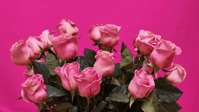 Beautiful arrangement of fresh pink roses with green leaves creating an elegant floral composition against bright pink background, captured with push-in camera movement emphasizing delicate petals and - Powered by Shutterstock - Get 15% off with code: PIKWIZARD15