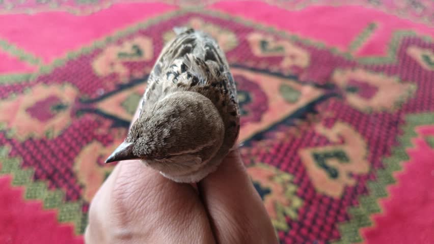 Close-up of a house sparrow calmly perched on a person