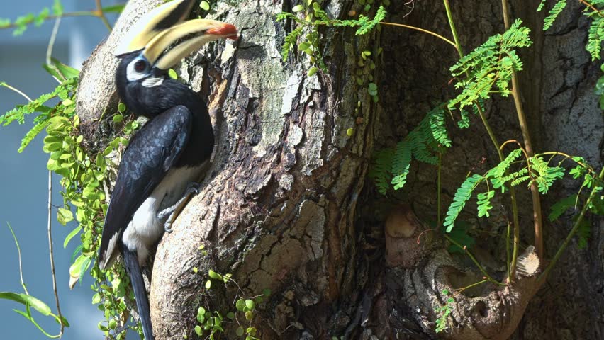 Male Oriental Pied Hornbill Feeds The Female Inside The Nest Hole Of A Tree Trunk. Close-up Shot