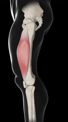 This 3d animation shows the side view of the vastus lateralis muscle movement