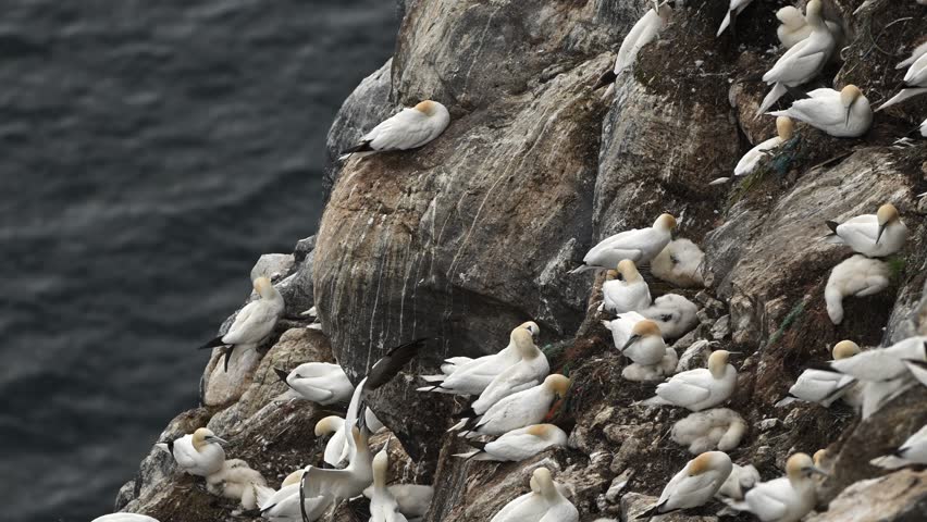 Handheld clip of northern gannets gathered on a coastal rock in northern Norway. Birds stand and move in natural light with ocean visible behind