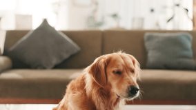 Food, catch and dog with treat at house for eating, animal adoption and canine companion. Resting, fluffy and pet care with golden retriever in living room at home for nutrition, puppy and reward - Powered by Shutterstock - Get 15% off with code: PIKWIZARD15