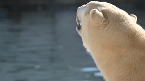 Wild polar bear enjoying morning rays by the water in a national park at sunrise near Arctic ice - Powered by Shutterstock - Get 15% off with code: PIKWIZARD15