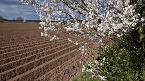 farmers protect cultivated vegetables and potatoes from spring frosts by creating mounds and plowing furrows. it is watered with sprinklers. large diameter metal pipe from the river - Powered by Shutterstock - Get 15% off with code: PIKWIZARD15