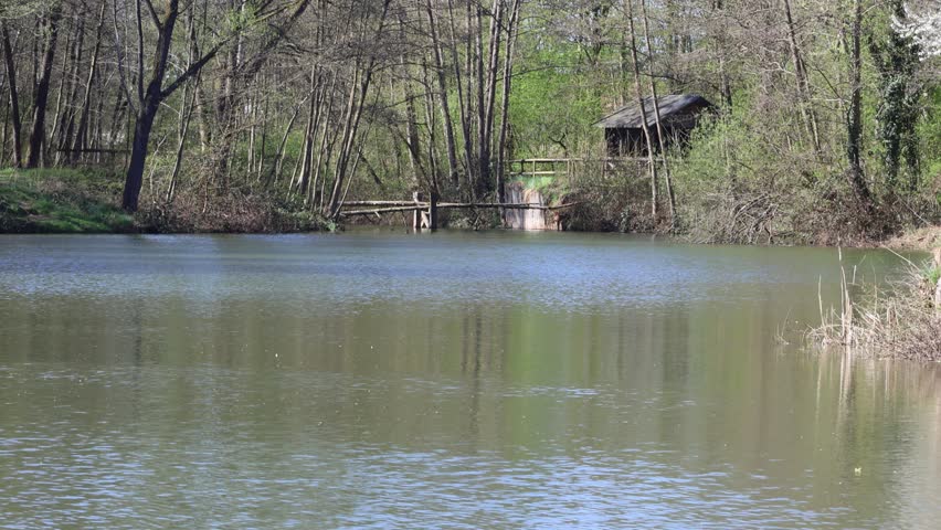 A forest lake on a sunny day