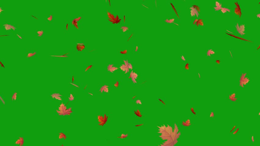 Autumn leaves Green Screen 4K Background Animation