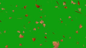 Autumn leaves Green Screen 4K Background Animation - Powered by Shutterstock - Get 15% off with code: PIKWIZARD15
