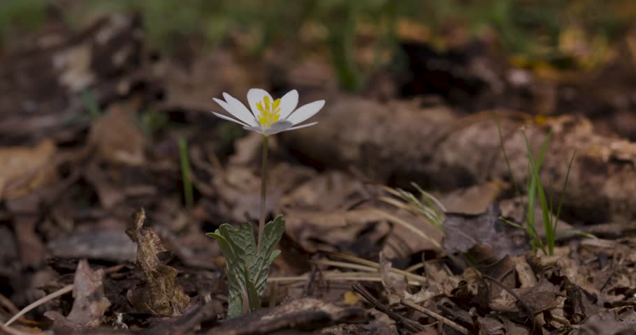 A forest floor with a single Bloodroot flower growing. The sun is shining on a warm spring day in Missouri.