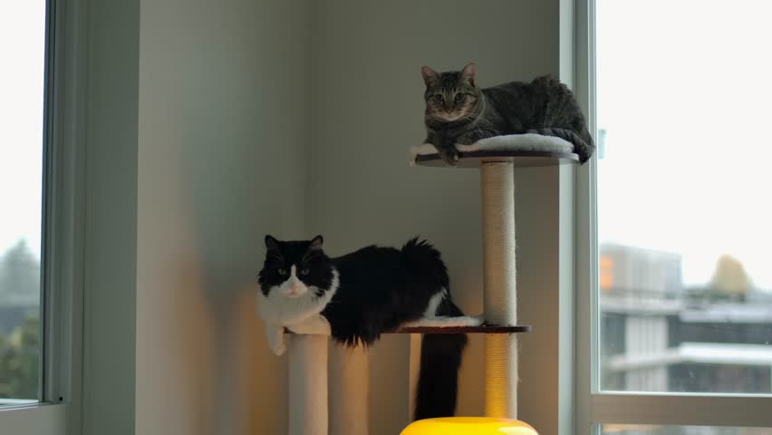 Two Domestic Cats Lounging On Cozy Cat Tree By The Window. static shot