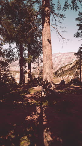 Sequoia Tree in Yosemite National Park