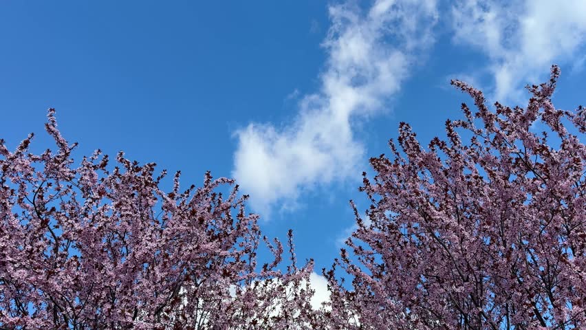 Puffy clouds floating in sky over flowering cherry trees.