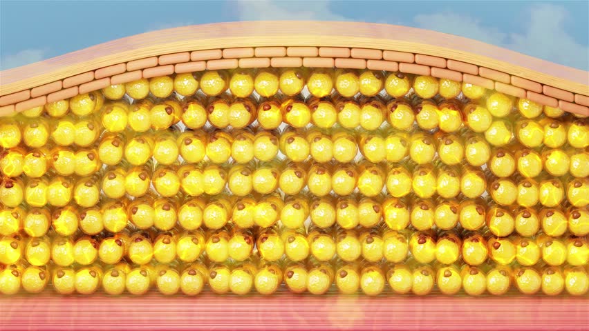 Burn fat，Demonstration of the process of fat cell reduction