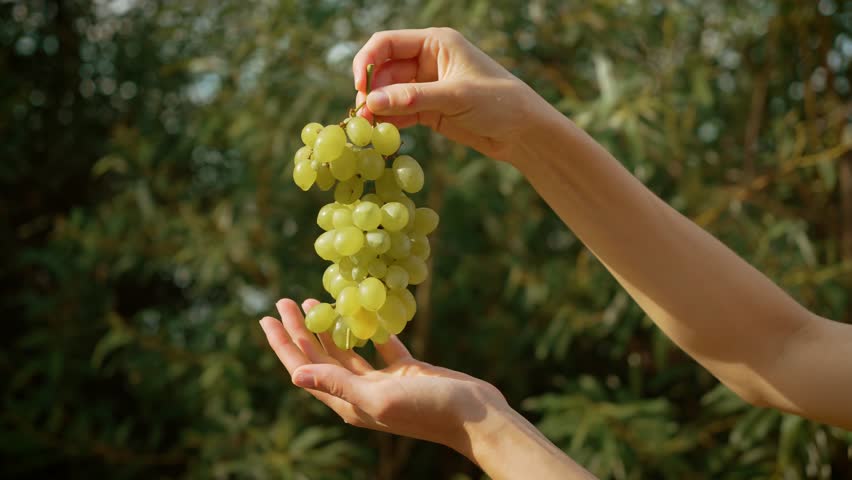 Woman holding fresh bunch of green grapes with one hand while supporting it with other. Female showcasing ripe juicy grapes outdoors in natural light. Lady presenting vibrant green grapes against