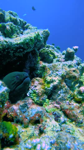 A big black moray eel is nestled among coral reefs underwater in the Maldives.