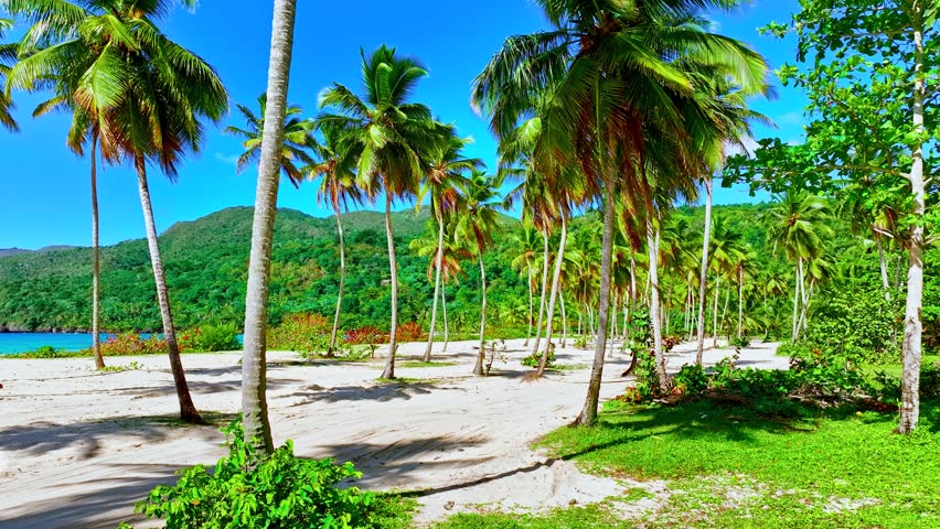 Walking on a wild sandy beach on a tropical island with palm trees. Nature landscape on the sea coast. Idyllic beach for relaxing on summer holidays. Travel to a tropical paradise.