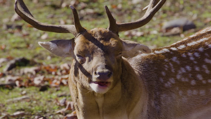 Male white tailed deer buck close up face