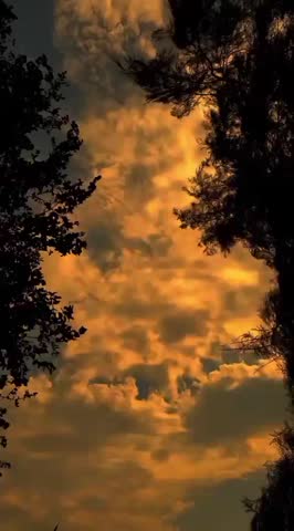 Golden sunset behind silhouetted trees 