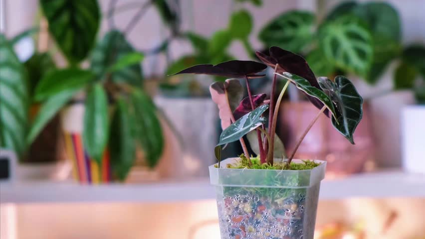 Alocasia bambino pink variegated. Collectible houseplant known for its aquarelle coloring of green leaves with pink spots. Favorite hobby. Collection of houseplants.