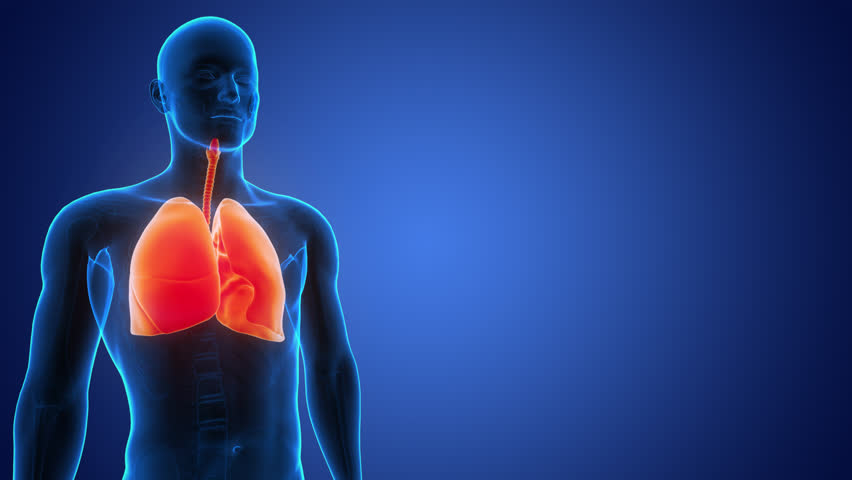 Human Respiratory System Lungs Anatomy Animation Concept. 3D