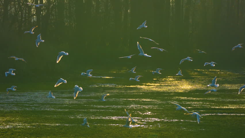 flock of birds flying over the swamp