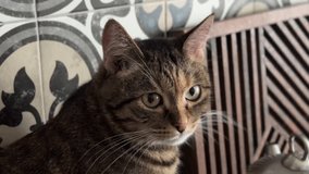 A ginger cat in the kitchen is cooking a meal.A close-up view of a domestic short-haired tabby cat's face, sitting on a kitchen stove and waiting for food - Powered by Shutterstock - Get 15% off with code: PIKWIZARD15