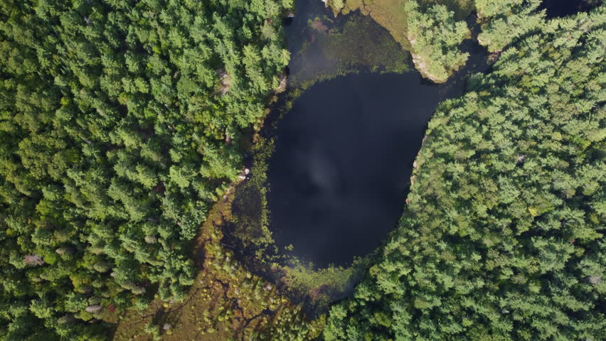 Remote forest lake in Ontario surrounded by lush green trees from aerial view