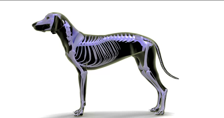 anatomy of trapezius Pars Cervicis muscle medical 3d animation