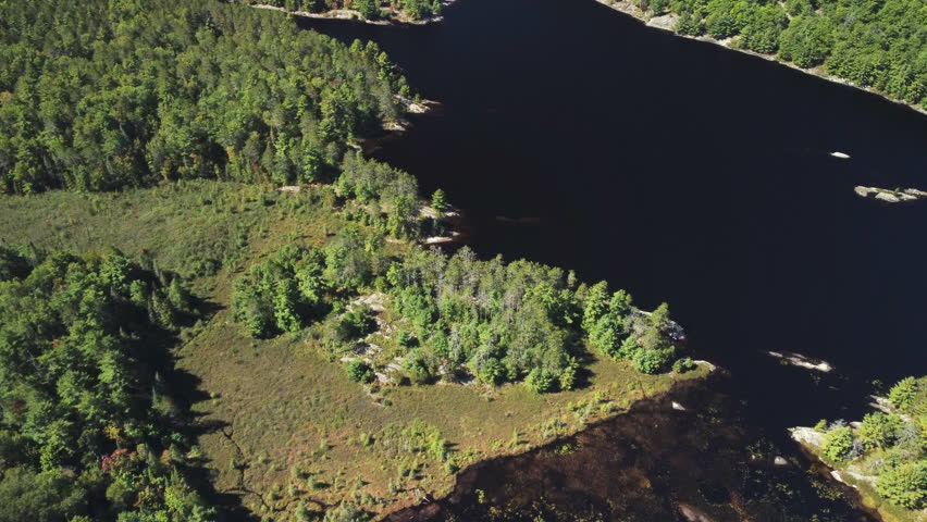 Forest meeting dark lake, peaceful nature scene in ontario, canada, aerial view