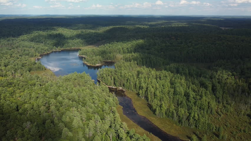 A serene aerial view of Ontario's lush forested landscape surrounding a tranquil lake
