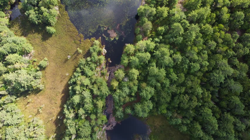 Forest and lake in ontario, canada with peaceful summer mood, aerial view
