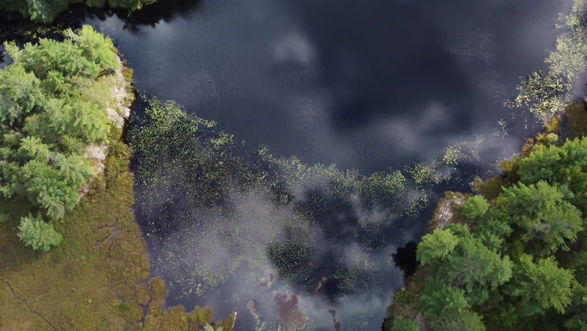 Calm ontario lake with green forest edge and floating lily pads, aerial view