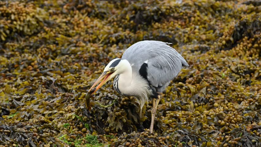 Handheld closeup of grey heron gulping down a small fish in coastal seaweed. Natural feeding behavior as bird swallows prey in one motion, handheld