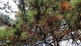 Underneath Pine Tree Canopy with Green and Brown Needles - Powered by Shutterstock - Get 15% off with code: PIKWIZARD15