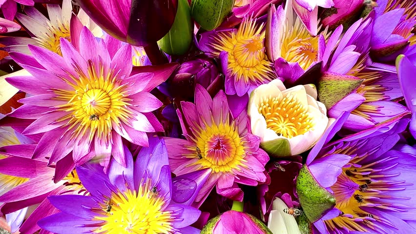 :Close-up clip of a multi-colored lotus in full bloom. The flower has beautiful purple, pink, and white petals with a bright yellow center. Bees are flying around looking for pollen.